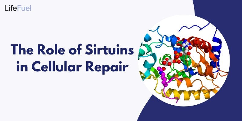 The Role of Sirtuins in Cellular Repair