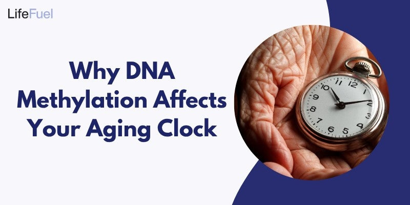 DNA Methylation Affects Your Aging Clock