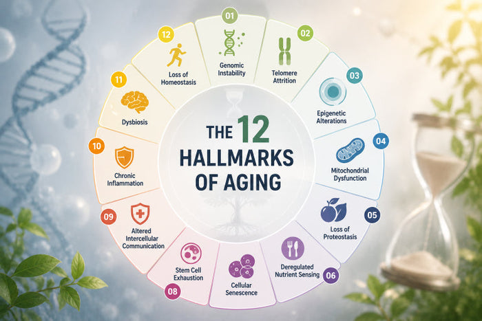 What Are the 12 Hallmarks of Aging