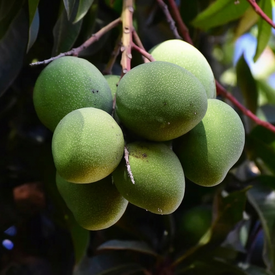 African Mango Seed Extract